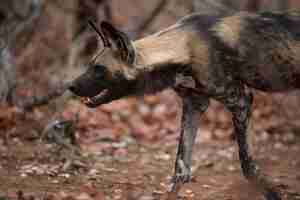 Foto grátis close de um cachorro selvagem africano pronto para caçar uma presa