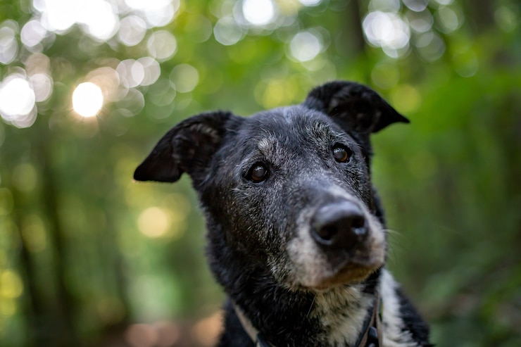 Foto grátis close de um cachorro velho com um fundo desfocado