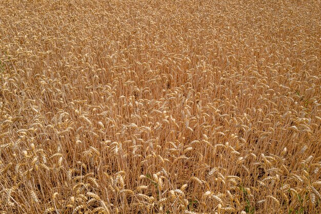 Close de um campo de trigo sob a luz do sol em Essex, Reino Unido