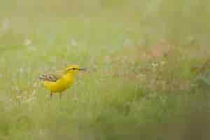 Foto grátis close de um canário doméstico amarelo em um campo verde