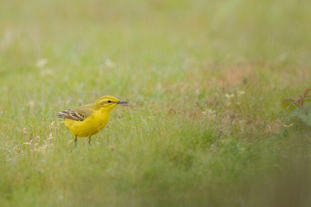 Close de um canário doméstico amarelo em um campo verde