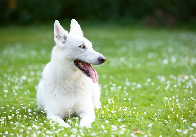 Close de um cão pastor suíço branco descansando na grama