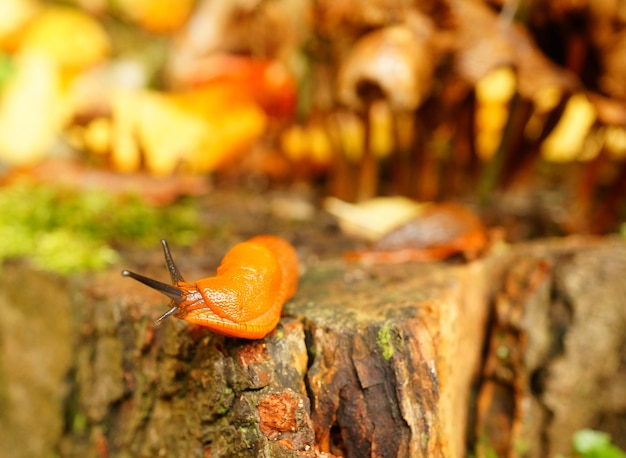 Close de um caracol sem concha cercado por bosques e musgos sob a luz do sol