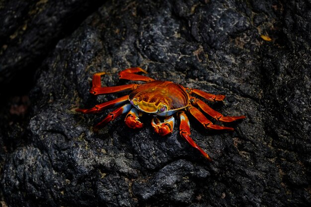 Close de um caranguejo vermelho com olhos cor de rosa, descansando em uma rocha