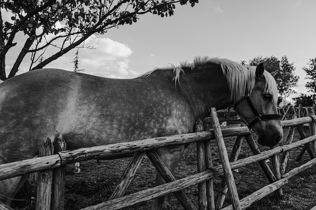 Close de um cavalo ao lado de uma cerca de madeira em uma fazenda em preto e branco