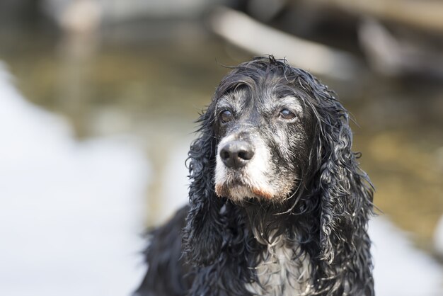 Close de um Cocker spaniel preto olhando para longe