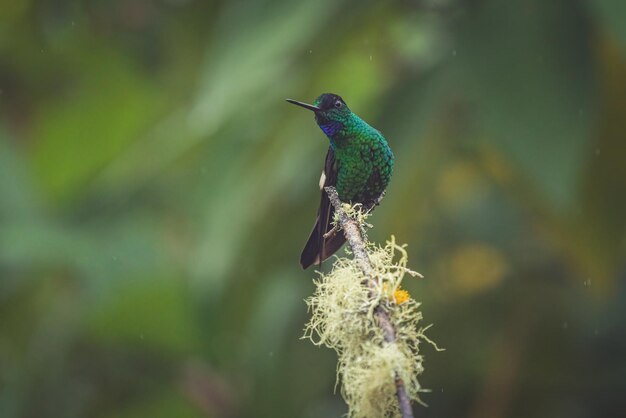 Close de um colibri coberto de índigo empoleirado em um galho de árvore durante a chuva