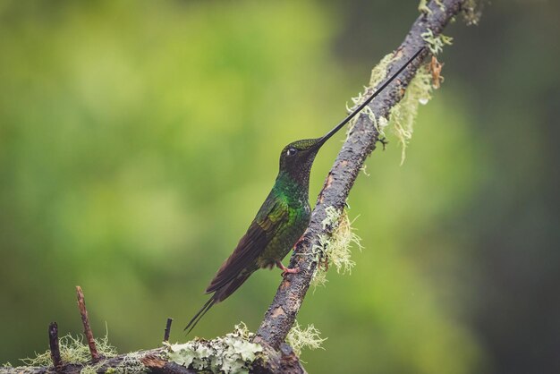 Close de um colibri coberto de índigo empoleirado em um galho de árvore