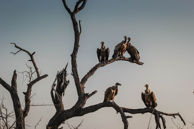 Close de um comitê ou um local de abutres em galhos de árvores secas em Hoedspruit, África do Sul