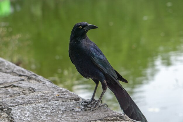 Close de um corvo com bico afiado sentado no chão ao lado de um lago