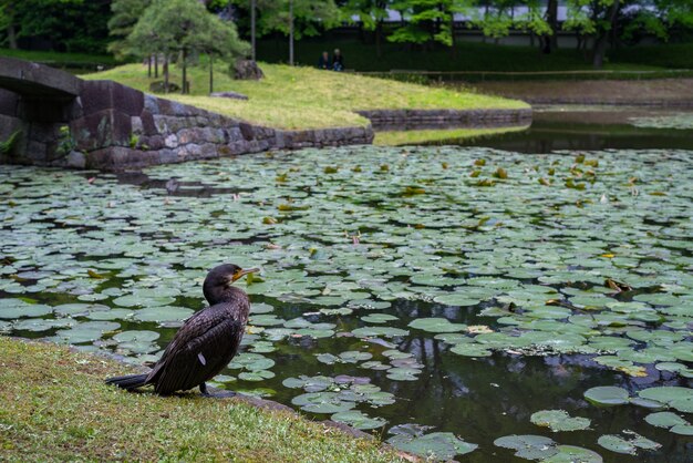 Close de um corvo marinho perto de um lago no Jardim Botânico Koishikawa, Tóquio