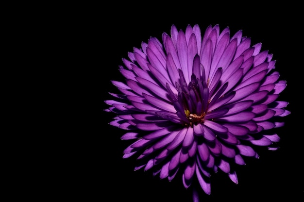 Close de um crisântemo roxo isolado no escuro