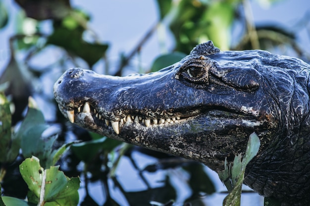 Close de um crocodilo americano cercado por vegetação sob a luz do sol