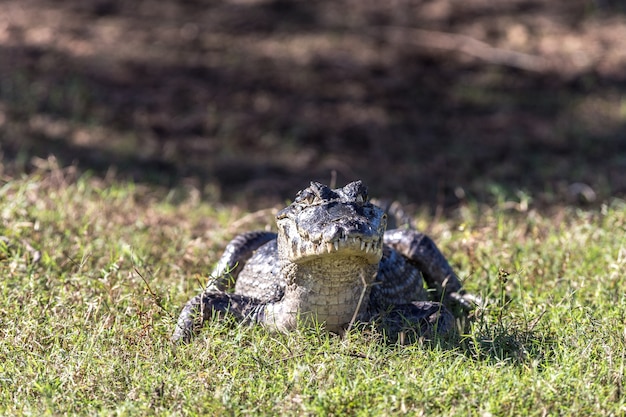 Close de um crocodilo em um campo verdejante