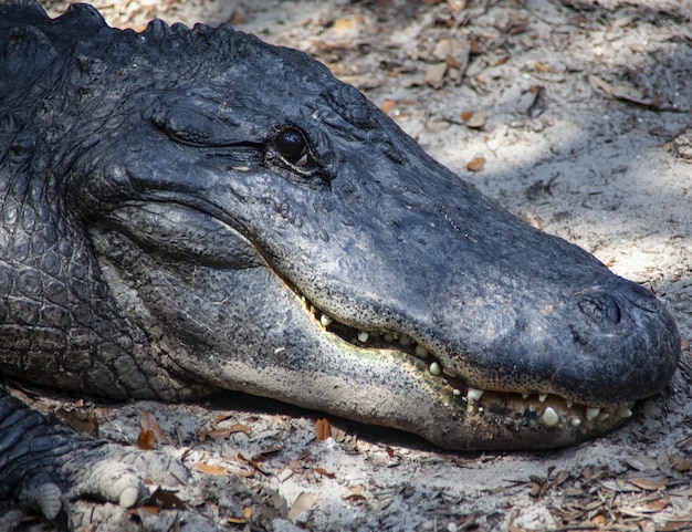 Foto grátis close de um crocodilo no chão sob a luz do sol