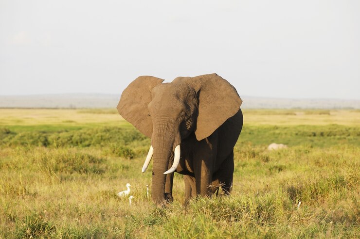 Foto grátis close de um elefante caminhando na savana do parque nacional amboseli, quênia, áfrica