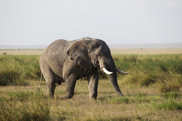 Close de um elefante caminhando na savana do Parque Nacional Amboseli, Quênia, África