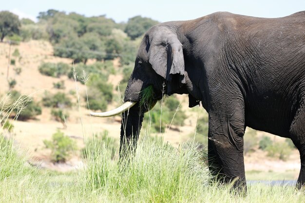 Close de um elefante com longas presas comendo grama em uma savana ensolarada