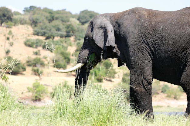 Close de um elefante com longas presas comendo grama em uma savana ensolarada