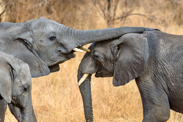 Close de um elefante fofo tocando o outro com a tromba