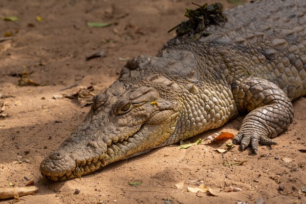 Close de um enorme crocodilo marrom rastejando no chão