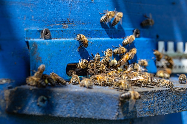 Close de um enxame de abelhas em uma colmeia de madeira em um apiário