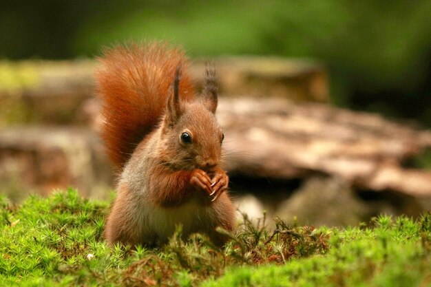 Close de um esquilo comendo avelã