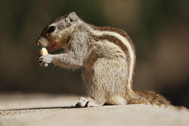 Close de um esquilo comendo uma noz