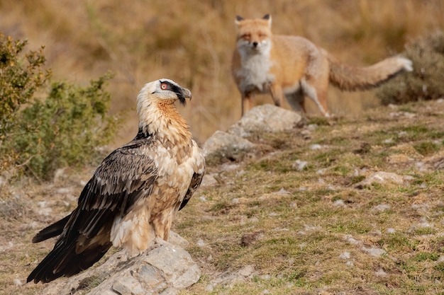 Close de um falcão ao lado da raposa sobre a paisagem rochosa