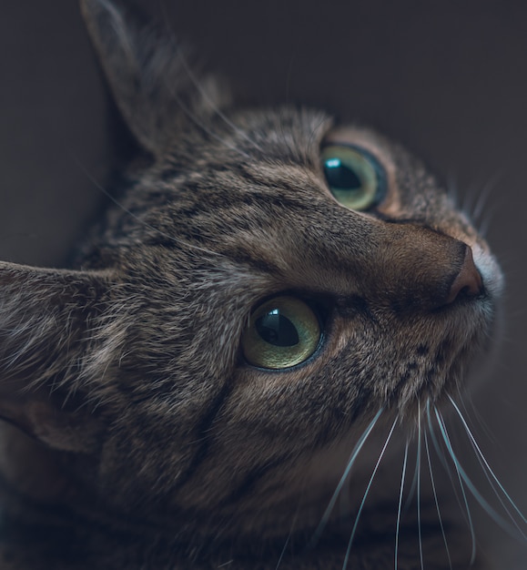 Close de um gato cinzento doméstico bonito olhando com lindos olhos grandes