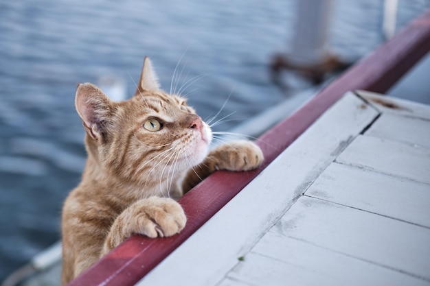 Foto grátis close de um gato laranja em um barco durante dayli