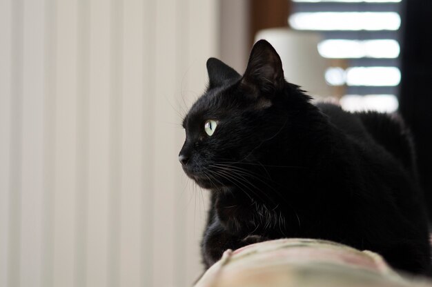 Close de um gato preto em uma sala