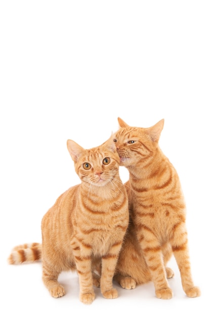 Close de um gato ruivo lambendo o outro, isolado em um fundo branco