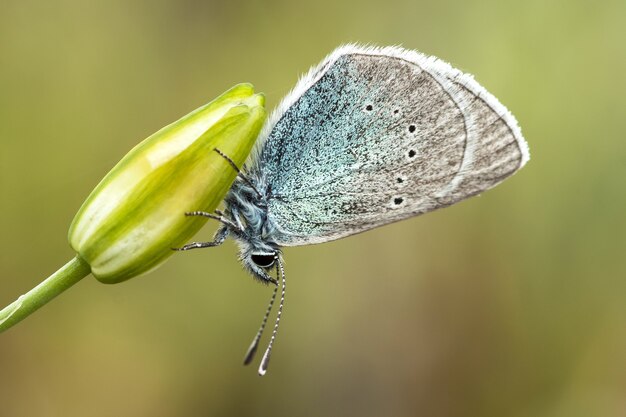 Close de um Glaucopsyche alexis em um botão de flor sob a luz do sol com um fundo desfocado