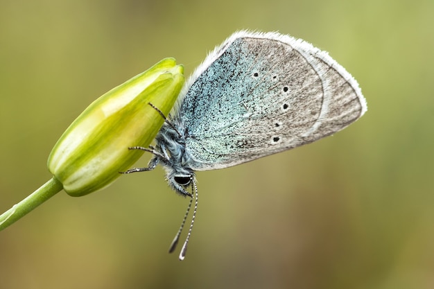 Close de um Glaucopsyche alexis em um botão de flor sob a luz do sol com um fundo desfocado