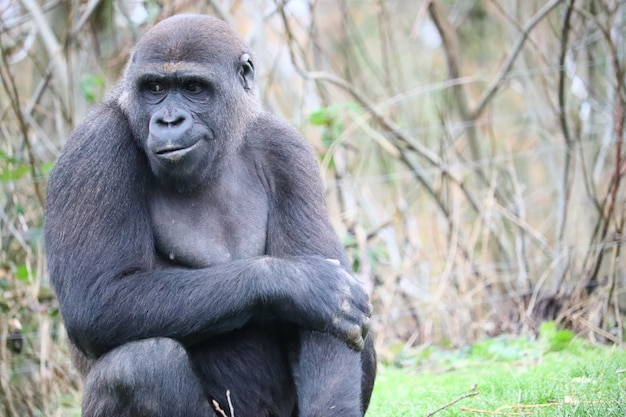 Close de um gorila segurando seu braço enquanto olha para o lado