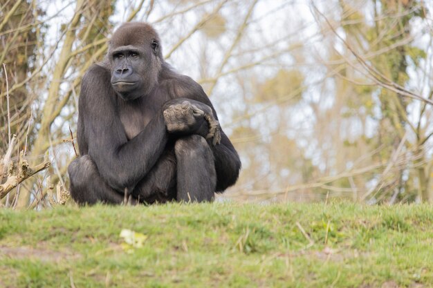 Close de um gorila sentado confortavelmente em uma colina olhando para longe com ar sonhador
