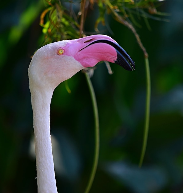 Close de um grande flamingo com um bico enorme sob as luzes e um fundo desfocado