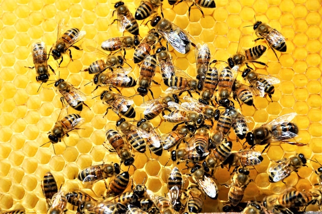 Foto grátis close de um grupo de abelhas criando uma abelha cheia de mel delicioso