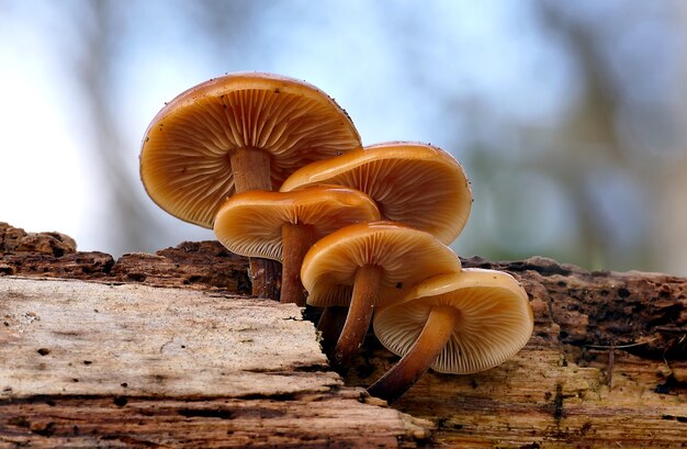 Close de um grupo de cogumelos enoki selvagens crescendo em uma madeira podre na floresta