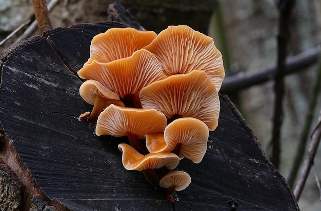 Close de um grupo de cogumelos enoki selvagens crescendo em uma madeira podre na floresta