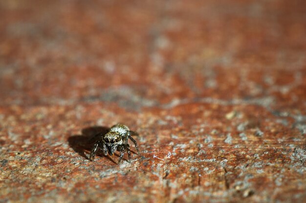 Close de um inseto aranha em um chão de cimento enferrujado