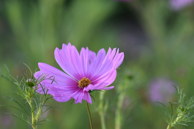 Close de um jardim cosmos cercado por vegetação em um campo sob a luz do sol