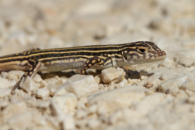 Close de um lagarto Acanthodactylus erythrurus na Espanha