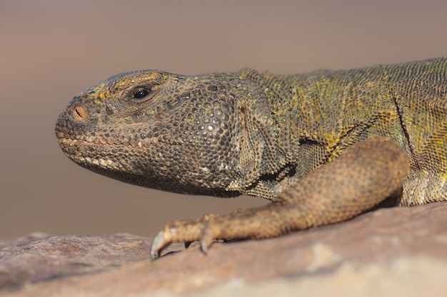 Close de um lagarto de cauda espinhosa em um espaço desfocado