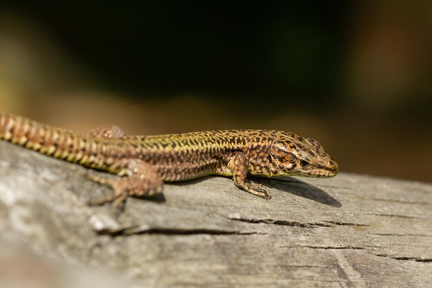 Close de um lagarto em uma rocha