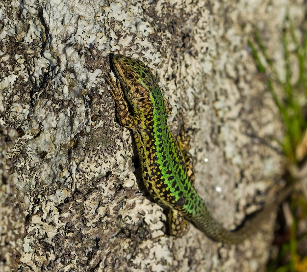 Close de um lagarto em uma rocha