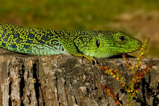 Close de um lagarto ocellated sob a luz do sol