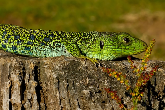 Close de um lagarto ocellated sob a luz do sol