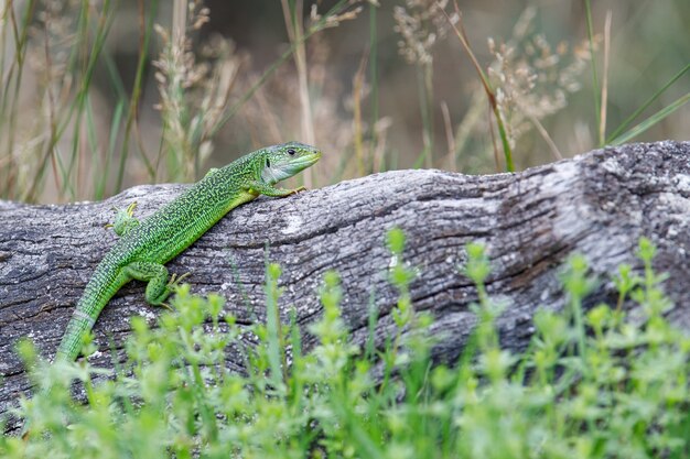 Close de um lagarto verde em um tronco de árvore em uma floresta